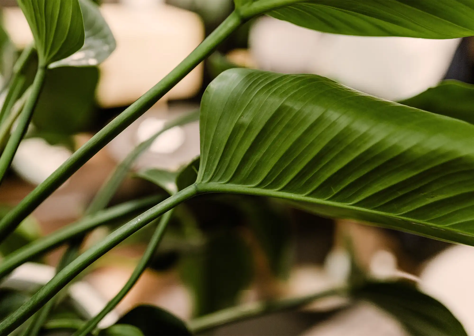Philodendron närbild